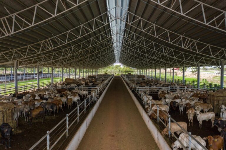 Auspan RIDGEBACK® Feedlot and Dairy Sheds DJI 0685