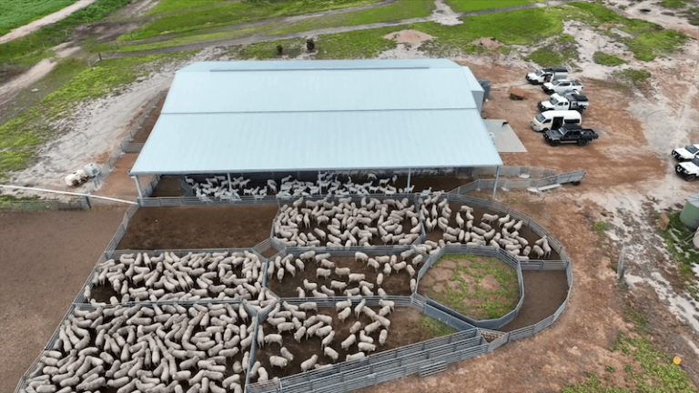 Auspan Shearing Sheds Shearing Shed Hinkley